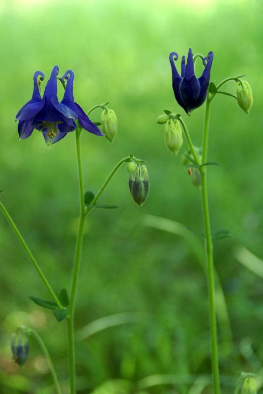 Unser Orchideenpark Bild Nr.051